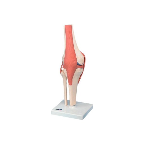 3B Anatomical Model - Functional Knee Joint, Deluxe